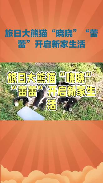 旅日大熊猫“晓晓”“蕾蕾”开启新家生活#愿“晓晓”“蕾蕾”在薪的环境中生活的更舒适愉快