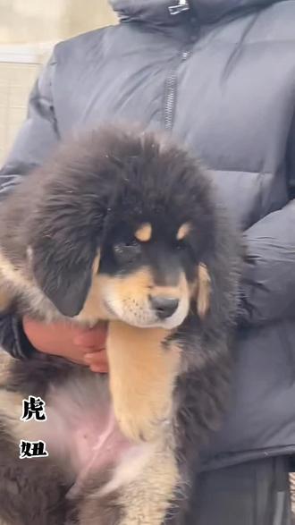 虎子的女儿,虎妞颜值爆表,粗壮又精神太漂亮了#河曲原生藏獒 #高原藏獒