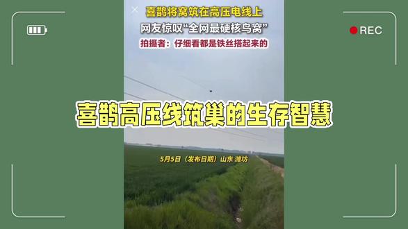 喜鹊用铁丝在高压线上筑巢看呆网友,为何不怕触电?高风险高回报