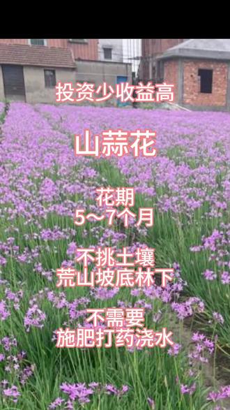 山蒜花-海南昌江基地常年有花 #三农#抖音助农#乡村振兴#回农村#农业