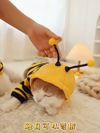 猫咪衣服秋季网红小蜜蜂卫衣宠物小型幼犬猫咪秋冬季保暖宠物衣服#养猫人 #萌宠推荐官 #萌宠 #也太可爱了吧 #毛孩子的日常