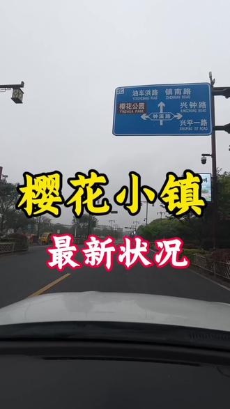 钟带樱花小镇最新状况,江浙沪限定蓝!平湖钟埭樱花小镇不只樱花,还有这片喜林草梦幻花海,快来免费打卡吧#嘉兴#平湖钟埭樱花小镇#江浙沪周边游