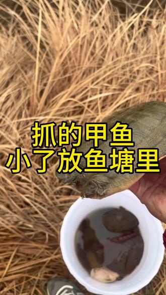 抓的小甲鱼我都放鱼塘里了!应种!别来偷我的,我家有恶狗咬人我不管!😂#甲鱼#真实户外 #神奇生物 #自家养殖
