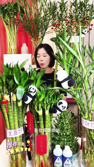 文昌竹龙竹带根绿植节节高升水养植物四季常青水培好养活#文昌竹 #带根文昌竹 #水培绿植 #客厅绿植 #办公室绿植 @抖音作者助手 @DOU+上热门