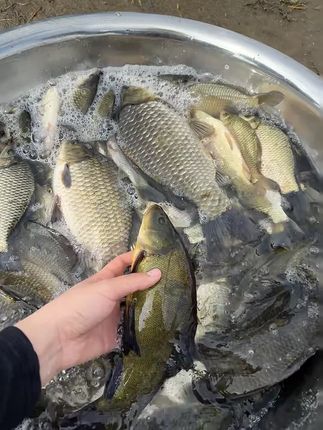看看这是啥鱼是保护动物吗没见过呢在线等挺急的#户外钓鱼 #钓鱼🐟 #鱼获满满 #钓鱼 #垂钓