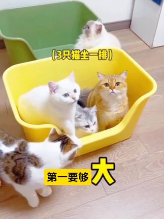 加高加大浴缸猫砂盆,防溅砂送猫砂铲,一个能用好多年了#猫砂盆 #新手养猫 #萌宠好物@巨量千川 #养猫新手