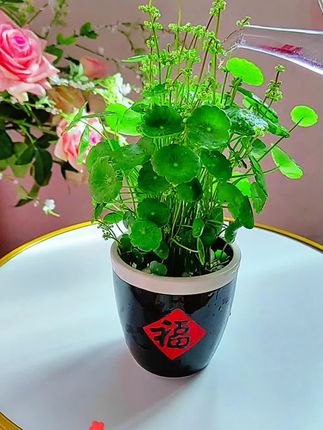 翠绿圆润的叶子像极了一枚枚的铜钱,挨挨挤挤铺成一片,阳光洒下来的时候,每片叶子都闪着光,摆在窗台,能给清晨的第一缕阳光搭个绿色舞台;放在书桌,低头就是满眼清爽,连工作都多了份轻松;哪怕是卫生间的角落,只要有点散射光,它也能默默撑起一片绿意,让每个角落都有生机可循#铜钱草#水培植物#桌面绿植#水培土培均可的铜钱草