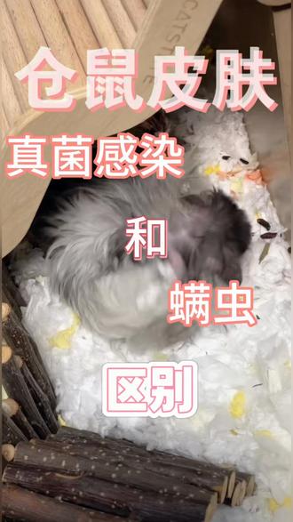 仓鼠螨虫和真菌感染的区别 #仓鼠 #金丝熊 #仓鼠螨虫
