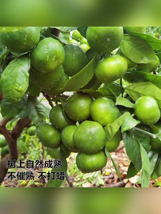 云南特早熟酸蜜橘青皮橘子华宁柑橘蜜桔当季新鲜孕妇水果#橘子 #柑橘 #橘子水果 #青皮橘子 #蜜橘