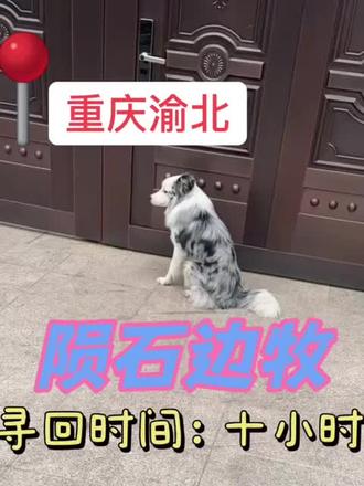 今日分享:出行重庆渝北区,寻找发情跑丢的陨石边牧,主人人自己苦寻一天没有办法联系到我们团队成功找回。#狗狗跑丢了怎么办 #怎么找狗 #狗狗丢了还会回来吗 #专业找狗团队 #重庆找狗