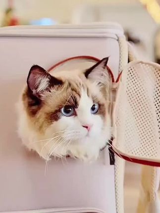 【宠适PETSFIT】猫包便携外出狗狗车载出行猫咪大宠物空调屋#猫包 #宠物外出包 #狗狗车载包 #宠物外出 #宠物用品