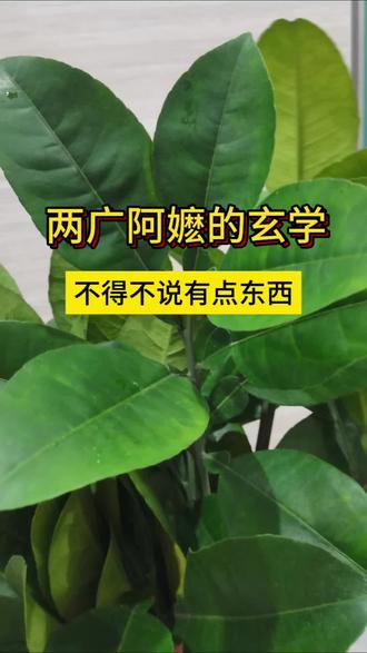 两广“去晦”的香味文化☯️在广东民俗中,柚子叶地位重要,被视为祥瑞之物,可用于祈福、驱🩴、避秽、消毒等。如除夕客家人用柚子叶烧水洗澡,寓意洗去去年霉运;出门后用柚子叶泡水洗手,能让人事事顺利;参加完🪦或看完😷后,用柚子叶水洗手可起到避🩴作用。#小妙招大作用 #一般人不告诉他 #碌柚叶 #柚子叶洗澡 #做个沐浴皂