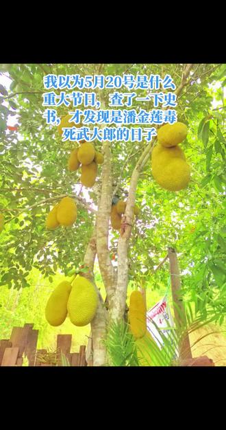 我以为5月20号是什么重大节日,专门查了一下史书,五月二十日是四月初二,是潘金莲毒死武大郎的日子。#搞笑段子 #菠萝蜜树 #原创作品