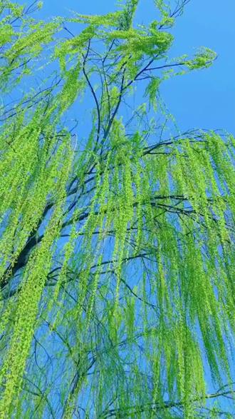 跟着4岁小朋友学古诗《咏柳》 唐·贺知章
碧玉妆成一树高,
万条垂下绿丝绦。
不知细叶谁裁出,
二月春风似剪刀。
译文:高高的柳树长满了翠绿的新叶,轻柔的柳枝垂下来,就像万条轻轻飘动的绿色丝带。这细细的嫩叶是谁的巧手裁剪出来的呢?原来是那二月里温暖的春风,它就像一把灵巧的剪刀。#古诗词 #每日一首诗 #唐诗三百首 #打卡 #幼儿早教