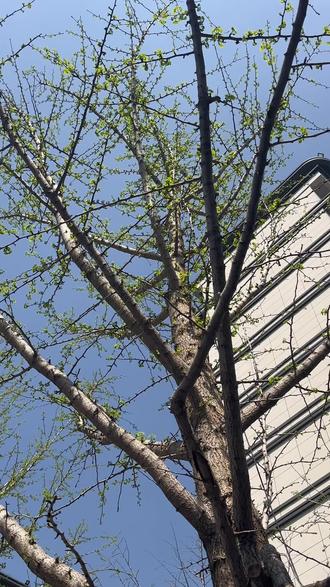 银杏树号称“国树”的由来?