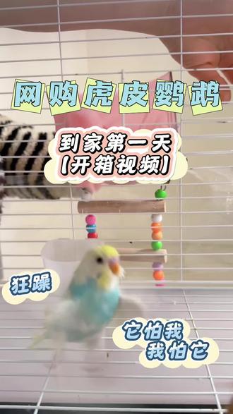 第一次网购虎皮鹦鹉,路上折腾3天还活蹦乱跳!到家直接狂躁,它怕我,我怕它😂新手小白能驯服这只小祖宗吗?求支招! #网购鹦鹉 #鹦鹉开箱 #新手养鸟 #养鹦鹉日常 #虎皮鹦鹉