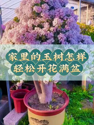 #玉树 #三农 #花卉绿植 #爱生活爱养花 #养花小知识