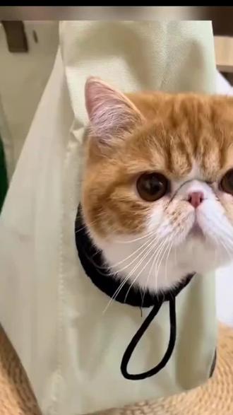 狗狗外出便携包大容量牛津帆布包猫咪社会化便携包手提包训练猫包#宠物外出斜挎包 #好物推荐🔥 #宠物外出包