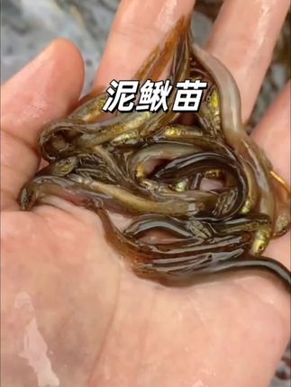 养泥鳅怕啥?怕苗弱、怕成活率低、怕白忙活! 咱们家的泥鳅苗,都是精心选育的优质品种,体型壮实、活性超足,拿回去随便养都能快速适应环境。不管你是新手试养,还是老手扩塘,这苗种都能让你少操心、多省心! 现在下单,不仅价格实在,还送全套养殖小技巧,从放苗到日常管理,一步步教你稳赚!想要养好泥鳅的朋友,千万别错过,点击小黄车直接拍,早下单早投产! 还可以钓鱼打窝,或者给自家的宠物吃,是乌龟和龙鱼的高蛋白优质口粮!家里有宠物的闭眼冲#泥鳅养殖 #泥鳅苗 #养殖 #养殖基地 #泥鳅钓鱼