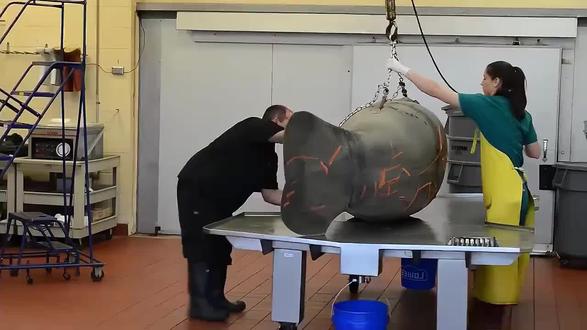 斯哥拉大海牛因肉质鲜美而有如此遭遇