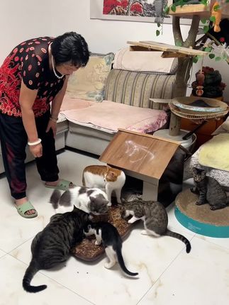 猫猫开饭的时候吃猫粮#猫粮