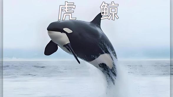 虎鲸用高等智慧围捕比自己大2倍的座头鲸 虎鲸:海洋中的顶级掠食者与社会大师 #虎鲸 #座头鲸 #动物世界 #动物科普 #奇妙动物在抖音