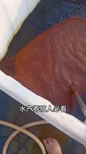 水产养殖人必看!红糖妙用全攻略!#水产养殖 #鱼虾蟹养殖 #四大家鱼养殖 #南美白对虾 #高密度养殖