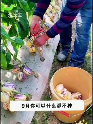 人参果种子四季播种阳台盆栽小院种植简单夏季开花高产水果#人参果种子 #人参果种植 #水果种植 #盆栽水果 #人参果种子怎么种植