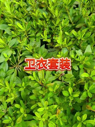 #卫衣套装 #卫衣套装推荐