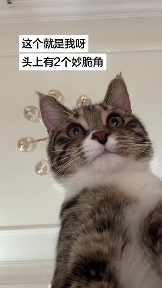 这个就是我呀,头上有2个妙脆角 #怼脸猫咪表情包 #糟糕这只小猫咪谁顶得住啊 #猫咪头 #猫宠出道计划 #猫咪表情包大赏