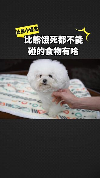 比熊饿死都不能碰的食物有啥 #比熊 #狗狗 #养狗经验分享 #科学养宠攻略 #萌宠出道计划