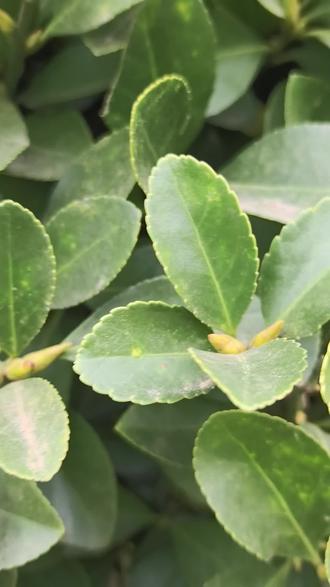 第一次见万年青上长了红果子#植物科普