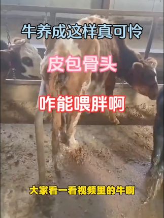 #养牛人 #肉牛养殖 #养牛 #农村养牛 #养殖
