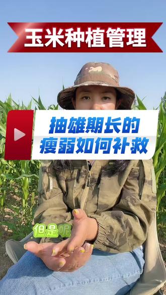 玉米抽雄期玉米长的瘦弱如何补救#三农 #农业 #农民 #玉米 #玉米种植