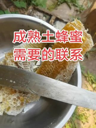 #三农#安泽蜂蜜哥 成熟土蜂蜜取蜜了,唯一的缺点就是产量低,品质高!需要的朋友可以联系我!