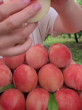 河北深州水蜜桃新鲜现摘鲜甜多汁脆桃应季水果软硬两 吃深州蜜桃#口感好