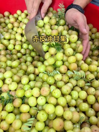 今年的油甘果还不错,酥脆无渣入嘴口后回甘#油甘果 #优质农产品 #抖音助农 #三农