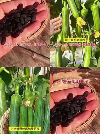 【6.99三包】奶油肉丝瓜种子!秋播丝瓜耐热耐寒丝瓜籽!