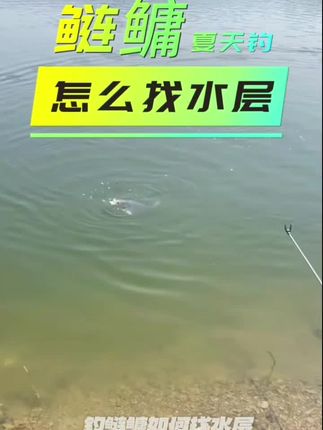 鲢鳙夏天钓怎么找水层#户外钓鱼 #鲢鳙钓技钓法