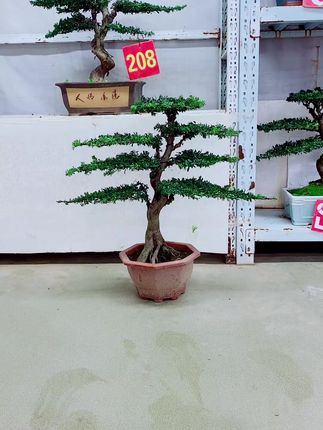 室内阳台必备!四季常青迎客松,打造自然美景! 想要室内有绿色点缀?这种绿植四季长青、耐寒又美观!#绿植盆栽#花卉绿植#盆景养护技巧#室内绿植#年轻人流行用奶茶杯种绿植