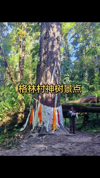 今天观赏了墨脱县的不丹松树王,是中国最大的树,76点8米,要五六个成年人手拉手才能围得过来,被称为神树
#原始森林 #大自然 #原刨视频