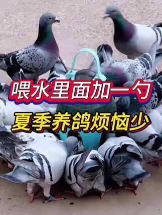 喂水里面加一勺,夏季养鸽烦恼少! #信鸽赛鸽#鸽子#养鸽人#养鸽经验分享#藿香正气水