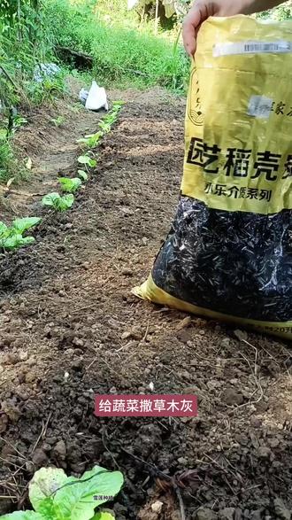 给蔬菜撒草木灰,我们要在下雨之后,趁地面潮湿,把草木灰撒在蔬菜根部,防蓝根,防虫害,除根系补养分,再又是在晴天趁早上露水没干抓,把草木灰往叶子上,猛撒蚜虫小青虫跑,光光叶子油腻厚实,下雨撒根晴天撒叶,你们也试试吧。 #三农 #草木灰