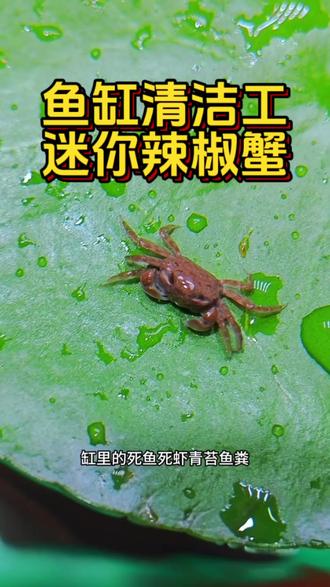 鱼缸观赏宠物蟹 新手可养 鱼缸好活 不伤鱼虾#蟹趣时刻 #辣椒蟹#鱼缸清洁 #上热门抖音小助手 #记录螃蟹日常