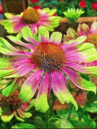 松果菊盆栽就像一颗颗可爱的松果,立在枝头,象征着丰收与吉祥。它不仅有着独特的造型,还具有顽强的生命力,容易养护。#松果菊#好看的花一定要分享给你