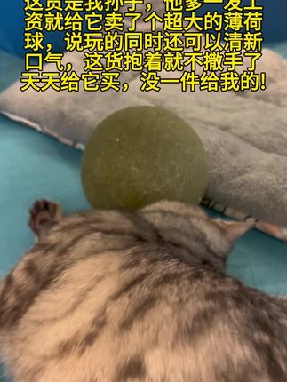 你家也是一样的情况吗#萌宠 #萌宠出道计划 #猫玩具 #萌宠好物 #猫咪
