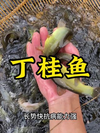 #丁桂鱼苗 #水产养殖 #三农 #鱼苗养殖 #养鱼