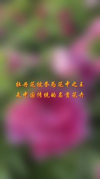 牡丹花,被誉为“花中之王”,是中国传统的名贵花卉,具有极高的观赏价值和深厚的文化底蕴。以下是关于牡丹花的一些详细介绍:
1. 基本特征
学名:牡丹花属于芍药科芍药属,学名为Paeonia suffruticosa。
形态:牡丹花通常为多年生落叶灌木,茎高可达2米,分枝短而粗。叶片为二回三出复叶,表面绿色,无毛,背面淡绿色,有时具白粉。花朵单生枝顶,花瓣5片或为重瓣,颜色多样,包括玫瑰色、红紫色、粉红色、黄色至白色。
2. 生长环境
土壤:牡丹花适宜生长于疏松、深厚、肥沃、地势高燥、排水良好的中性沙壤土中。
气候:牡丹花喜温暖、凉爽、干燥、阳光充足的环境,耐寒、耐干旱,但不耐湿热。
3. 文化意义
国花候选:牡丹花在清代末年曾被定为中国的国花,1985年被评为中国十大名花之二。
象征意义:牡丹花象征着富贵、吉祥和繁荣昌盛,代表着高洁、端庄秀雅和仪态万千。
4. 品种分类
颜色:牡丹花的颜色多样,以黄、绿、肉红、深红、银红为上品,其中黄、绿最为珍贵。
著名品种:姚黄、魏紫、豆绿、赵粉等,这些都是牡丹中的名贵品种。
5. 艺术表现
绘画:牡丹花在绘画中占有重要地位,无论是写意还是工笔,都能展现出其独特的魅力和生命力。
文学:古代文人墨客如白居易、刘禹锡等人都曾赞美过牡丹花的美丽,留下了许多脍炙人口的诗篇。
综上所述,牡丹花不仅是美丽的象征,也是中国传统文化的重要组成部分,其独特的魅力和深厚的文化底蕴使其在全球范围内享有极高的声誉。