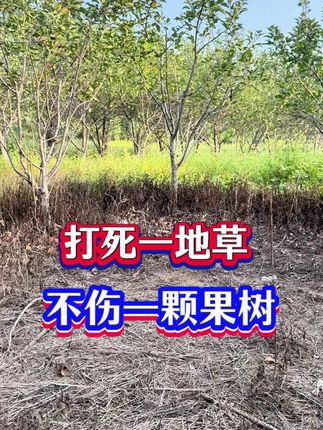 #除杂草 #除草剂 #除草#除草神器 #果园除草