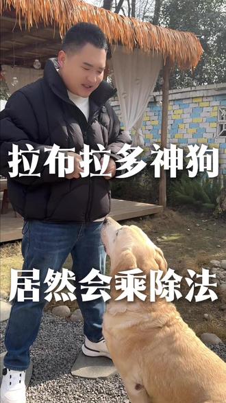 叮当太聪明了,不知道的还晓得甩脑壳 #拉布拉多 #训犬技巧 #训犬培训 #萌宠出道计划 #狗狗的心思都写在脸上了